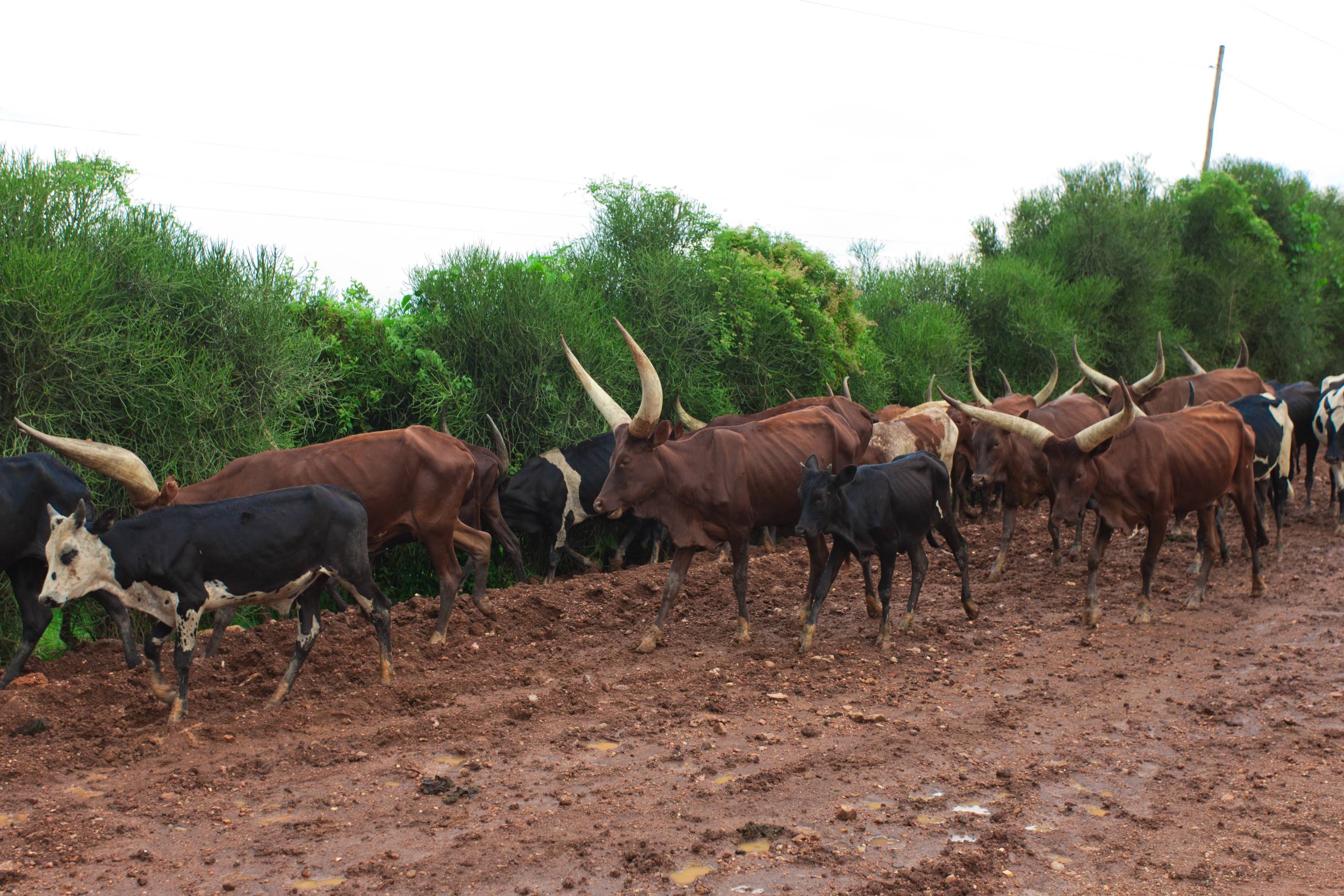 Richesses Bovines
