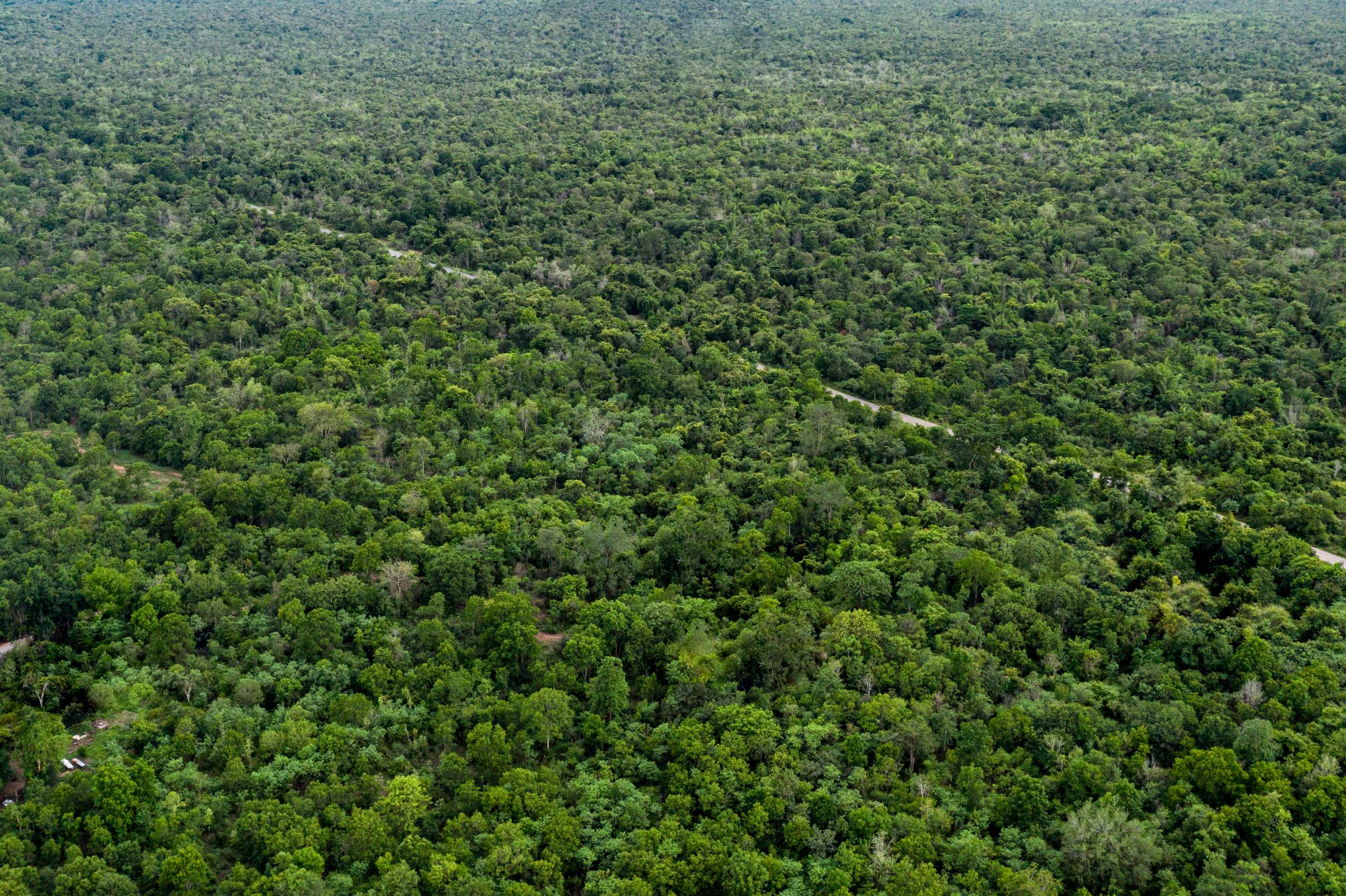 Richesses Forestières